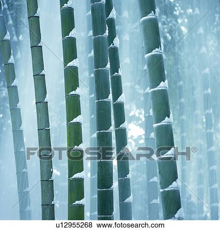 Stock Photo -  Several Bamboo Trees, Covered With Snow, Front View, Nara Prefecture, Japan. Fotosearch
