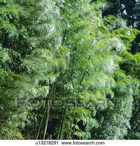 Several Bamboo Trees Lined Up Next to Each Other, Side View, Soft Focus, Nagano Prefecture, Japan View Large Photo Image Stock Image - Several Bamboo Trees Lined Up Next to Each Other, Side View, Soft Focus, Nagano Prefecture, Japan. Fotosearch