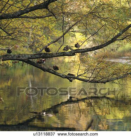 Several Birds Sitting on a Couple of Branches, Reflected By the Water Under Them, Front View, Differential Focus View Large Photo Image Stock Photo - Several Birds Sitting on a Couple of Branches, Reflected By the Water Under Them, Front View, Differential Focus. Fotosearch