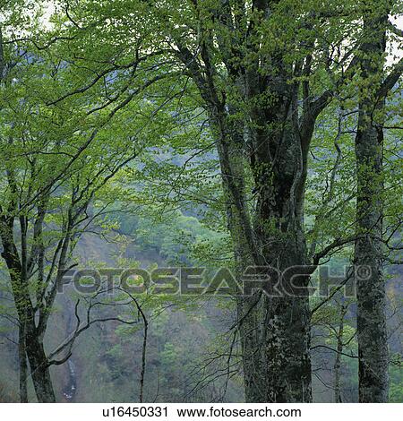 Several Huge Trees in the Forest, Low Angle View View Large Photo Image Stock Image - Several Huge Trees in the Forest, Low Angle View. Fotosearch