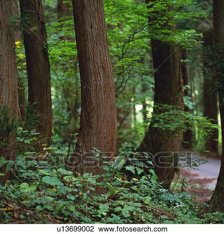 Several Tree Trunks in a Forest, Side View, Differential Focus, Niigata Prefecture, Japan View Large Photo Image Stock Image - Several Tree Trunks in a Forest, Side View, Differential Focus, Niigata Prefecture, Japan. Fotosearch