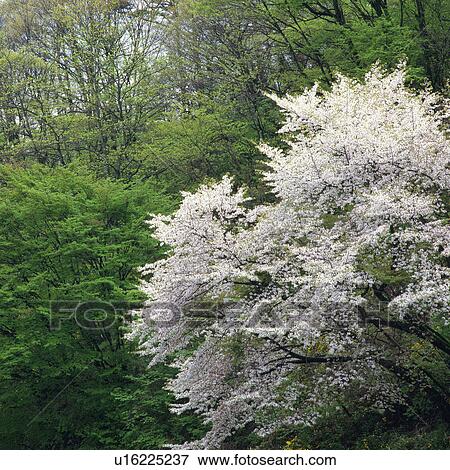 Several Trees and a Cherry Tree, High Angle View, Yamanashi Prefecture, Japan View Large Photo Image Stock Photo - Several Trees and a Cherry Tree, High Angle View, Yamanashi Prefecture, Japan. Fotosearch