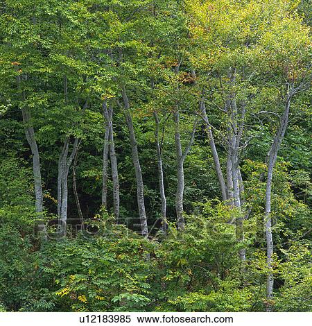 Several Trees and Their Green Leaves, Standing in a Forest, Front View, Niigata Prefecture, Japan View Large Photo Image Stock Photography - Several Trees and Their Green Leaves, Standing in a Forest, Front View, Niigata Prefecture, Japan. Fotosearch