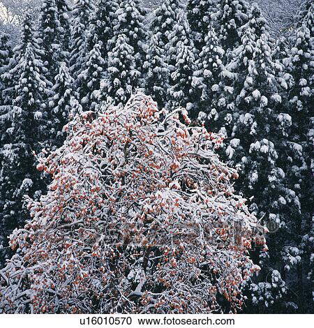 Stock Image -  Several Trees Covered With Silvern Frost, High Angle View, Nagano Prefecture, Japan. Fotosearch
