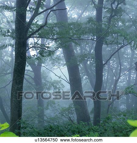 Stock Image -  Several Trees in the Forest, Surrounded By Fog and Mist, Low Angle View, Aomori Prefecture, Japan. Fotosearch