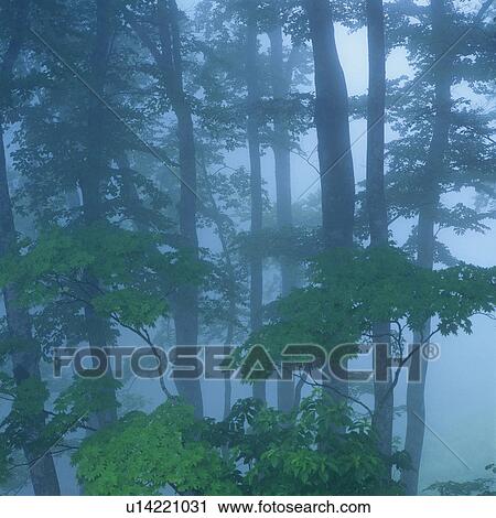 Stock Image -  Several Trees in the Forest, Surrounded By Mist and Fog, High Angle View, Soft Focus, Nagano Prefecture, Japan. Fotosearch