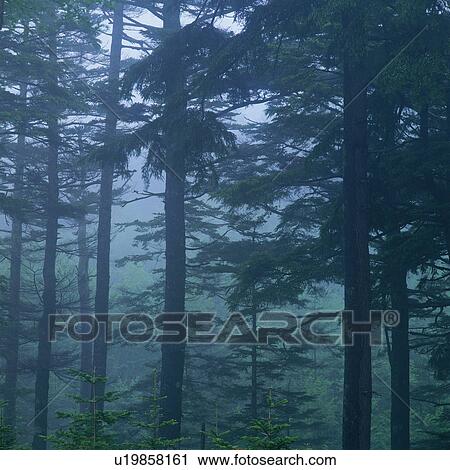 Stock Image - Several Trees in the Forest, Surrounded By Fog and Mist, Low Angle View, Nagano Prefecture, Japan. Fotosearch