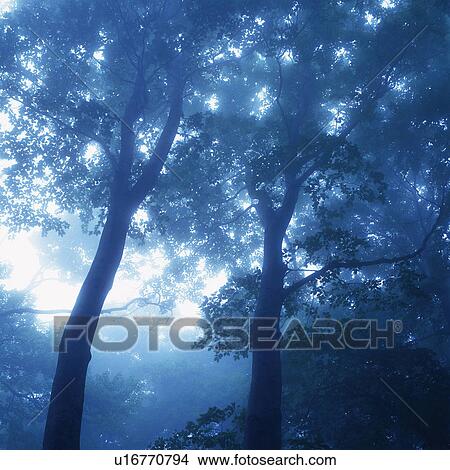Picture -  Several Trees in the Forest, the Sun Shining Through, Low Angle View, Soft Focus, Nagano Prefecture, Japan. Fotosearch