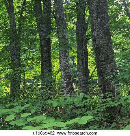 Stock Image -  Several Trees Standing In the Forest, Front View, Aomori Prefecture, Japan. Fotosearch