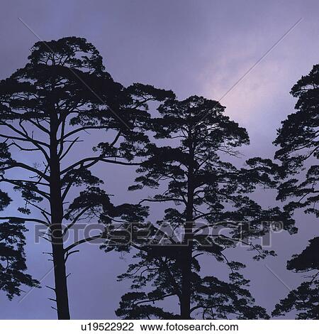 Several Trees Standing Next To Each Other, Under a Purple-colored Sky, Low Angle View View Large Photo Image Stock Image - Several Trees Standing Next To Each Other, Under a Purple-colored Sky, Low Angle View. Fotosearch
