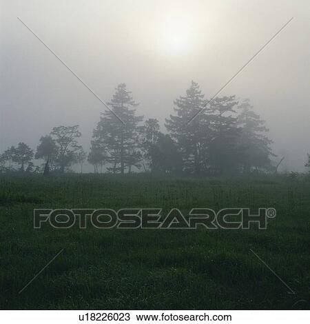 Stock Image -  Several Trees Standing on a Hill, Surrounded By Fog and Mist, Low Angle View, Soft Focus, Gunma Prefecture, Japan. Fotosearch