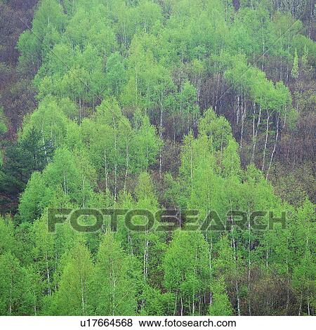 Several Trees Standing on a Hill, Surrounded By Fog and Mist, High Angle View View Large Photo Image Stock Photo - Several Trees Standing on a Hill, Surrounded By Fog and Mist, High Angle View. Fotosearch