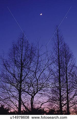 Several Trees, Standing Under a Colored Night-sky, the Moon Visual, Low Angle View View Large Photo Image Stock Photo - Several Trees, Standing Under a Colored Night-sky, the Moon Visual, Low Angle View. Fotosearch