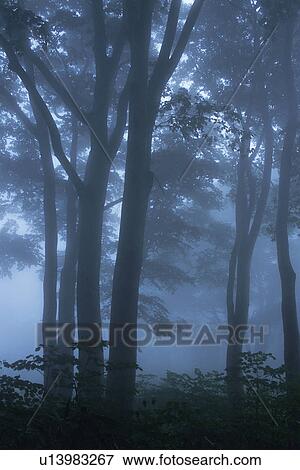 Stock Photo -  Several Trees, Surrounded By Fog and Mist, Low Angle View, Soft Focus. Fotosearch