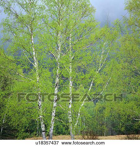Several Trees, Surrounded By Fog and Mist, Low Angle View View Large Photo Image Stock Photo - Several Trees, Surrounded By Fog and Mist, Low Angle View. Fotosearch