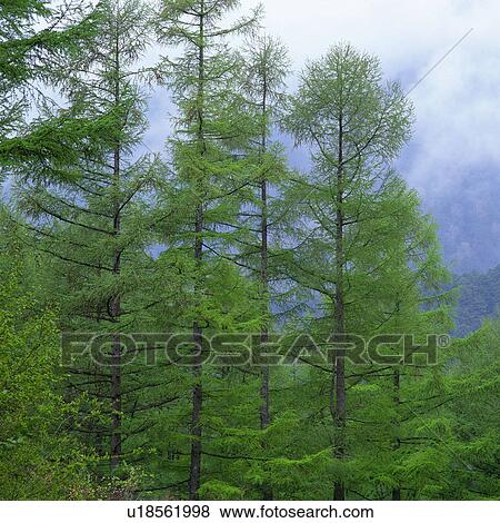 Several Trees, Surrounded By Fog and Mist, Low Angle View View Large Photo Image Stock Photo - Several Trees, Surrounded By Fog and Mist, Low Angle View. Fotosearch