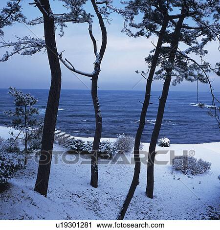 Stock Image -  Several Trees Surrounded By Snow, Next to the Sea, Front View, Fukui Prefecture, Japan. Fotosearch