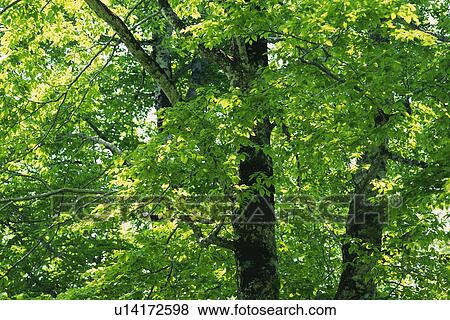 Stock Photo -  Several Trees, the Sun Partly Shining on Them, Low Angle View. Fotosearch