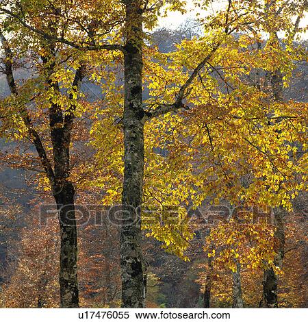 Stock Photography -  Several Trees With Colored Leaves, Low Angle View, Gunma Prefecture, Japan. Fotosearch