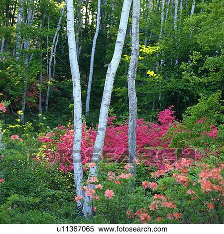 Several White-colored Tree Trunks Surrounded By a Lot of Pink-colored Flowers, Front View, Nagano Prefecture, Japan View Large Photo Image Stock Photography - Several White-colored Tree Trunks Surrounded By a Lot of Pink-colored Flowers, Front View, Nagano Prefecture, Japan. Fotosearch