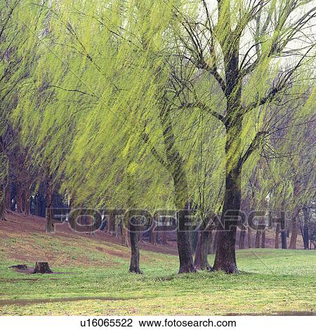 Several Willows Standing on a Field, Low Angle View, Blurred Motion View Large Photo Image Stock Image - Several Willows Standing on a Field, Low Angle View, Blurred Motion. Fotosearch