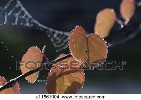Autumn Leaves And Waterdrop View Large Photo Image Picture - Autumn Leaves And Waterdrop. Fotosearch
