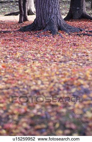 Stock Image - Autumn Leaves Near Maple Roots. Fotosearch