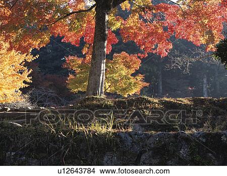 Picture - Autumn Leaves. Fotosearch