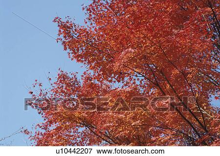 Autumn Leaves View Large Photo Image Stock Photo - Autumn Leaves. Fotosearch