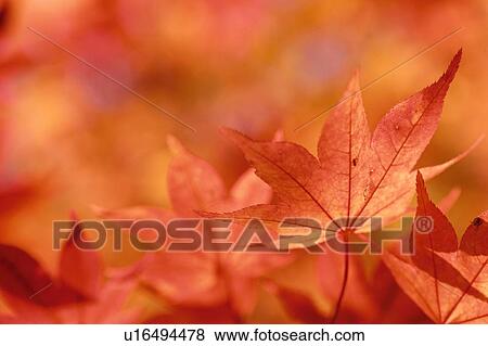 Stock Photo - Autumn Leaves. Fotosearch