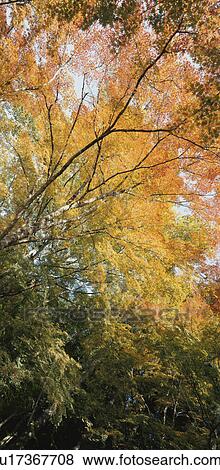 Autumn Leaves View Large Photo Image Stock Photo - Autumn Leaves. Fotosearch