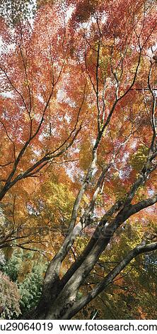 Stock Photo - Autumn Leaves. Fotosearch
