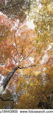 Stock Photography - Autumn Leaves. Fotosearch
