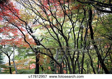 Fall Color View Large Photo Image Stock Photo - Fall Color. Fotosearch
