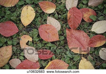 Stock Image - Fallen Leaves. Fotosearch