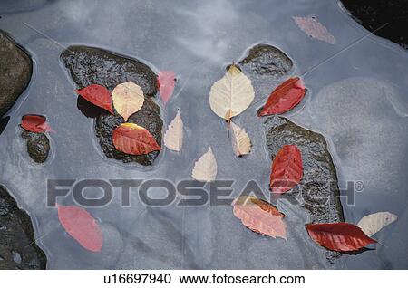Fallen Leaves View Large Photo Image Stock Image - Fallen Leaves. Fotosearch