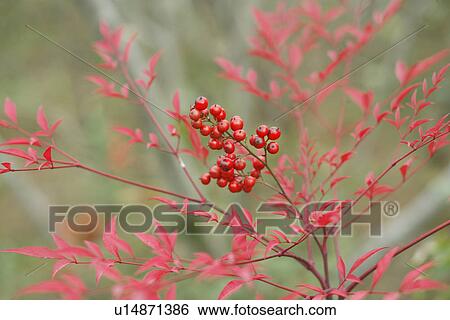 Stock Photograph - Fruit. Fotosearch