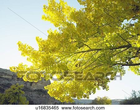 Stock Photography - Leafy branches, close-up. Fotosearch