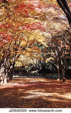 Stock Photography - Maples Near Road In Autumn. Fotosearch