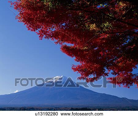 Stock Image - Mount Fuji And Maple. Fotosearch