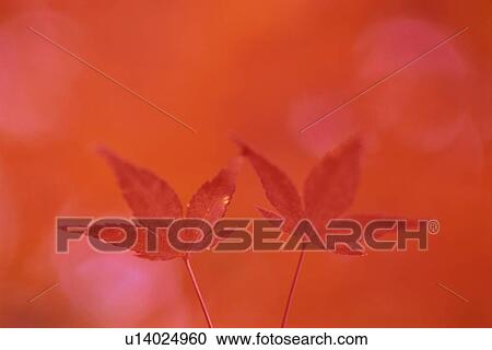Red Leaves View Large Photo Image Stock Image - Red Leaves. Fotosearch