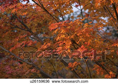 Stock Photograph - The Autumn Leaves In The Setting Sun. Fotosearch