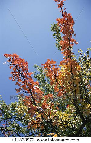 Stock Image - The Branch Of Autumn Leaves And Blue Sky. Fotosearch