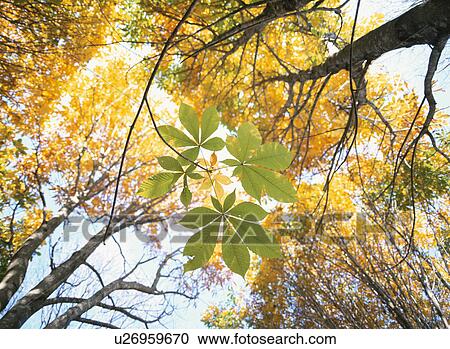 Stock Image - The Tree And Sprout. Fotosearch