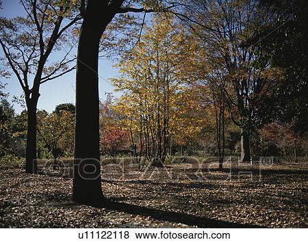 Stock Photo - The Wood Of Autumn Leaves. Fotosearch