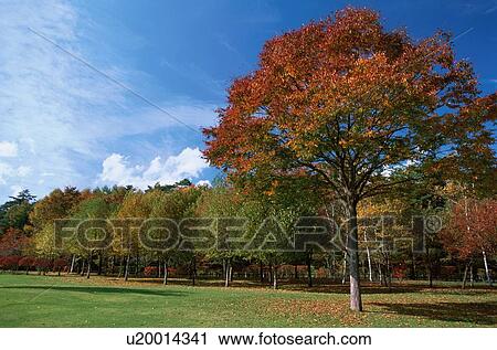 Trees Changing Color View Large Photo Image Stock Image - Trees Changing Color. Fotosearch