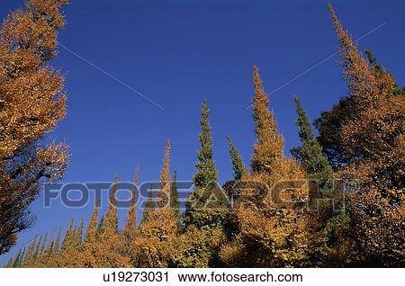 Trees In Autumn View Large Photo Image Stock Image - Trees In Autumn. Fotosearch