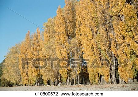 Trees Turning Yellow View Large Photo Image Stock Image - Trees Turning Yellow. Fotosearch