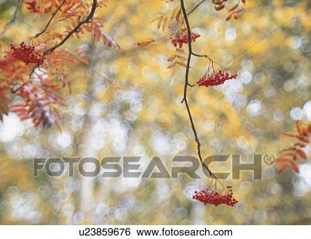 Stock Photograph - Yellow Leaves Of A Checker Tree. Fotosearch