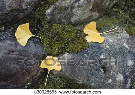 Stock Photography - Yellow Leaves Of The Ginkgo. Fotosearch